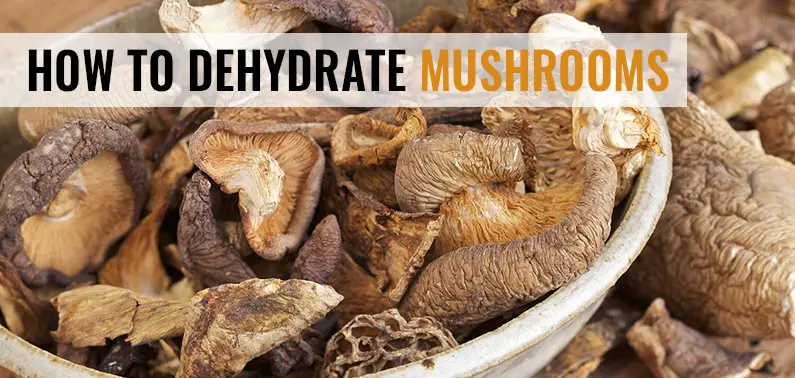 How to Dehydrate Mushrooms (Easy Guide) - Dehydrator Spot