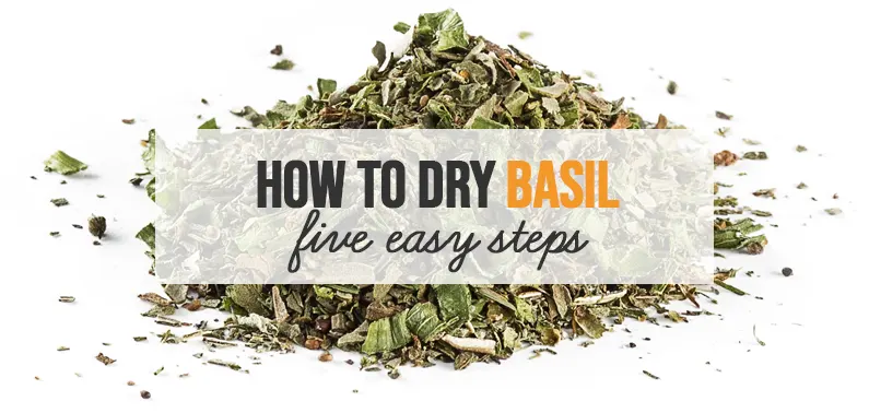 How to Dry Basil in 5 Easy Steps