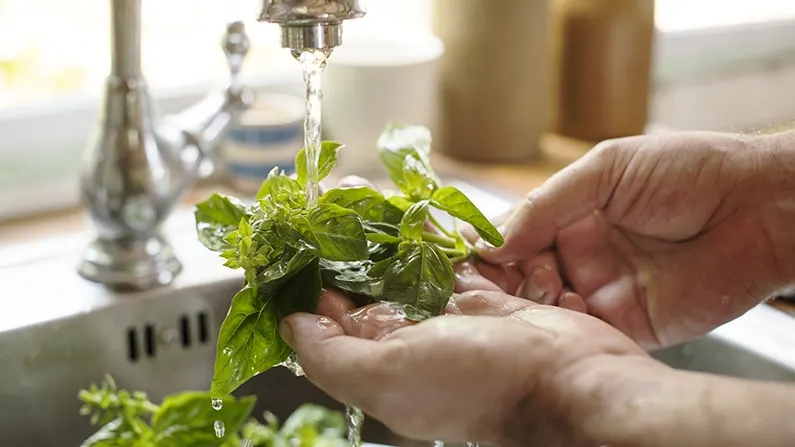 basil washing with running water